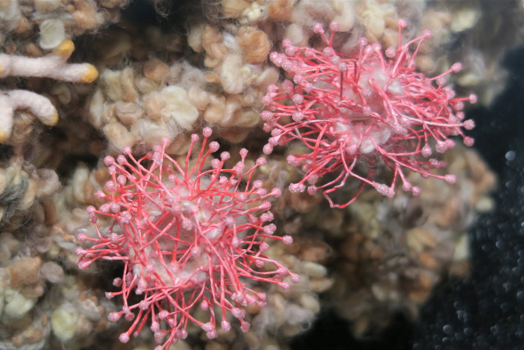 Crocheted strawberry anemones (by Margaret Wertheim) nestling in the Bleached Reef, by the Institute For Figurirng. Pictured at the Jewish Contemporary Museum, San Francisco, 2015.