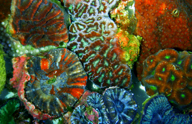 corals1_light_LHowe2010_web